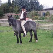 Welsh Pony af Cob-type (sec C) Timmie. Tidligere part