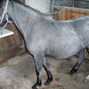Welsh Pony af Cob-type (sec C) Timmie. Tidligere part