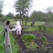 Anden særlig race Patrik