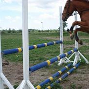 Oldenborg Tornedo<3 solgt:(