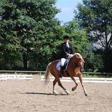Anden særlig race hafling/newforest Lukas