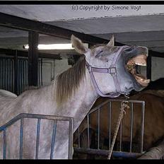 Pinto Araber Lauge's Candyfloss