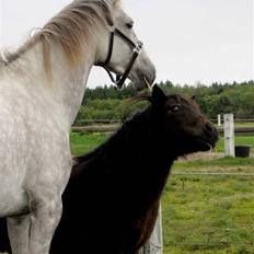 Pinto Araber Lauge's Candyfloss