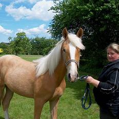 Palomino Lysgaards Arwen