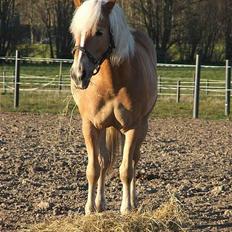 Tyroler Haflinger Labia