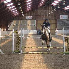 Pinto Araber Tequila *Solgt