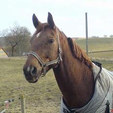 Dansk Varmblod Chassé Zai †