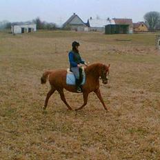 Anden særlig race Spitfire †