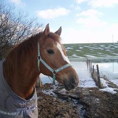 Anden særlig race Spitfire †