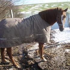 Anden særlig race Spitfire †