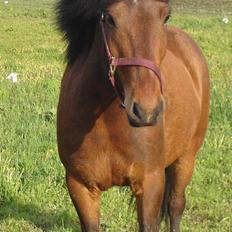 Islænder Ari (SOLGT)