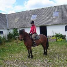 Islænder Ari (SOLGT)