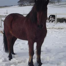 Islænder Ari (SOLGT)