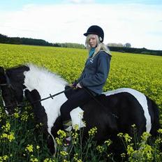 Irish Cob Rain