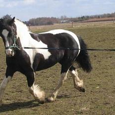 Irish Cob Rain