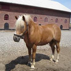 Haflinger Attika (Solgt)