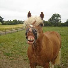 Haflinger Attika (Solgt)
