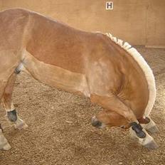 Haflinger Attika (Solgt)