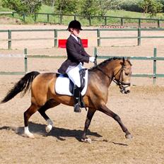 Hollandsk Sportspony Crocodile Dundee R.I.P 