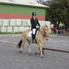Fjordhest Bølle Bob solgt