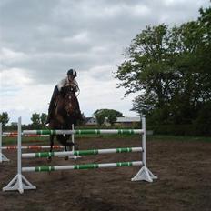 Anden særlig race Regina (Solgt)