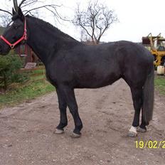 Oldenborg Diosa af stensbjerg