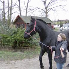 Oldenborg Diosa af stensbjerg