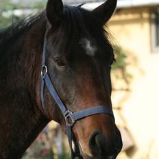 Anden særlig race Chikila