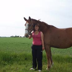 Dansk Varmblod Amazing Grace