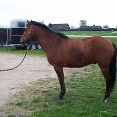 New Forest Nyskovens Actus Solgt