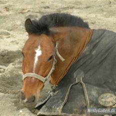 New Forest Nyskovens Actus Solgt