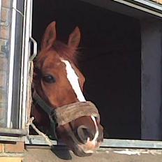 Sportsaraber (A) Cocio ¤død¤