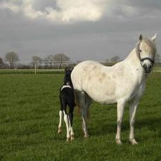 Welsh Partbred (Sec F) Chess 