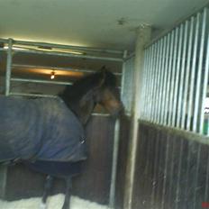 New Forest Newton  ¤Solgt¤