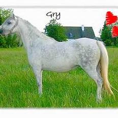 Welsh Mountain (sec A) fakla gry R.I.P.