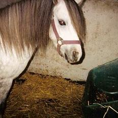 Welsh Mountain (sec A) fakla gry R.I.P.