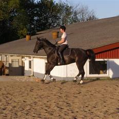 Anden særlig race Trojka (Himmelhest)
