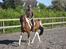 Pinto Maximus Jones
