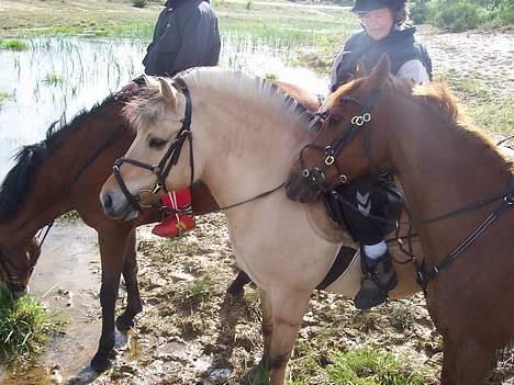 Fjordhest Perle *RIP <3* - perle-min mor, mads og lex, dace og ronni  billede 8