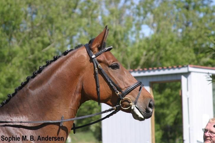 Dansk Varmblod Andigo - wee, smukke dreng :D billede 6