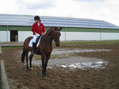 Dansk Varmblod Andigo - Opvarmning sko 06 billede 7