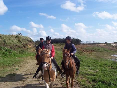 Anden særlig race Filur (tidl. halvpart) - filur og lex, med ronni i baggrunden  billede 11