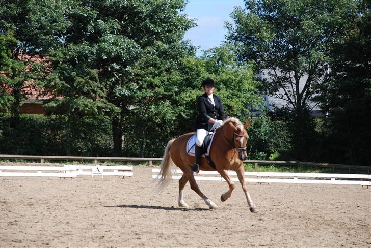 Anden særlig race hafling/newforest Lukas billede 1