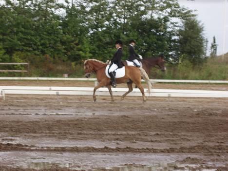 Anden særlig race hafling/newforest Lukas billede 2