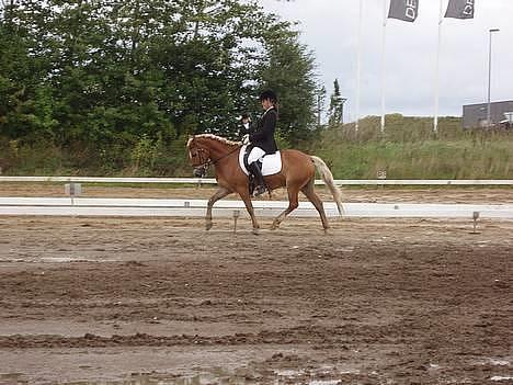 Anden særlig race hafling/newforest Lukas billede 3