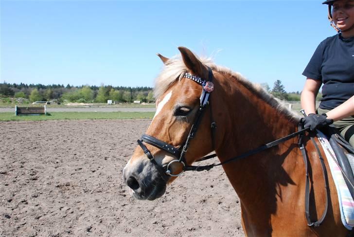 Anden særlig race hafling/newforest Lukas billede 4
