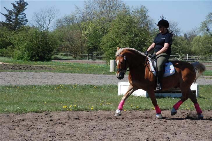 Anden særlig race hafling/newforest Lukas billede 5