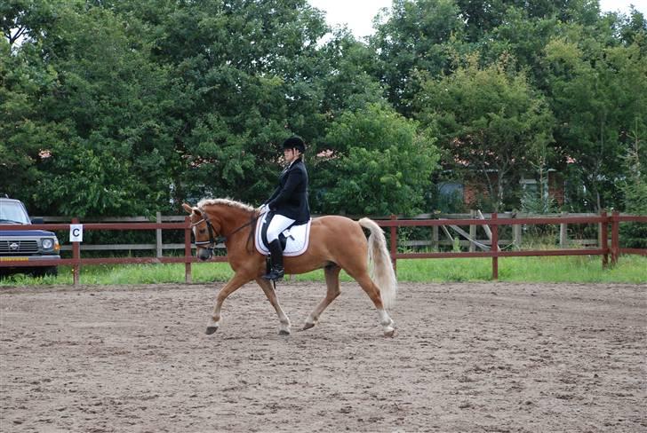 Anden særlig race hafling/newforest Lukas billede 6