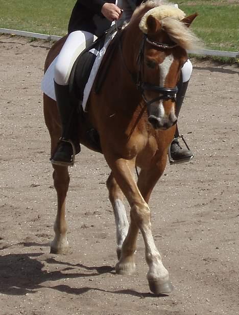 Anden særlig race hafling/newforest Lukas - LC1MED MIN SØSTER billede 7