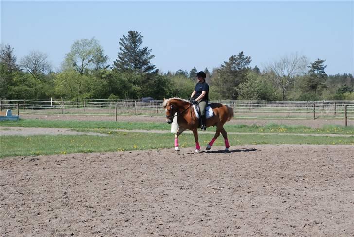 Anden særlig race hafling/newforest Lukas billede 8